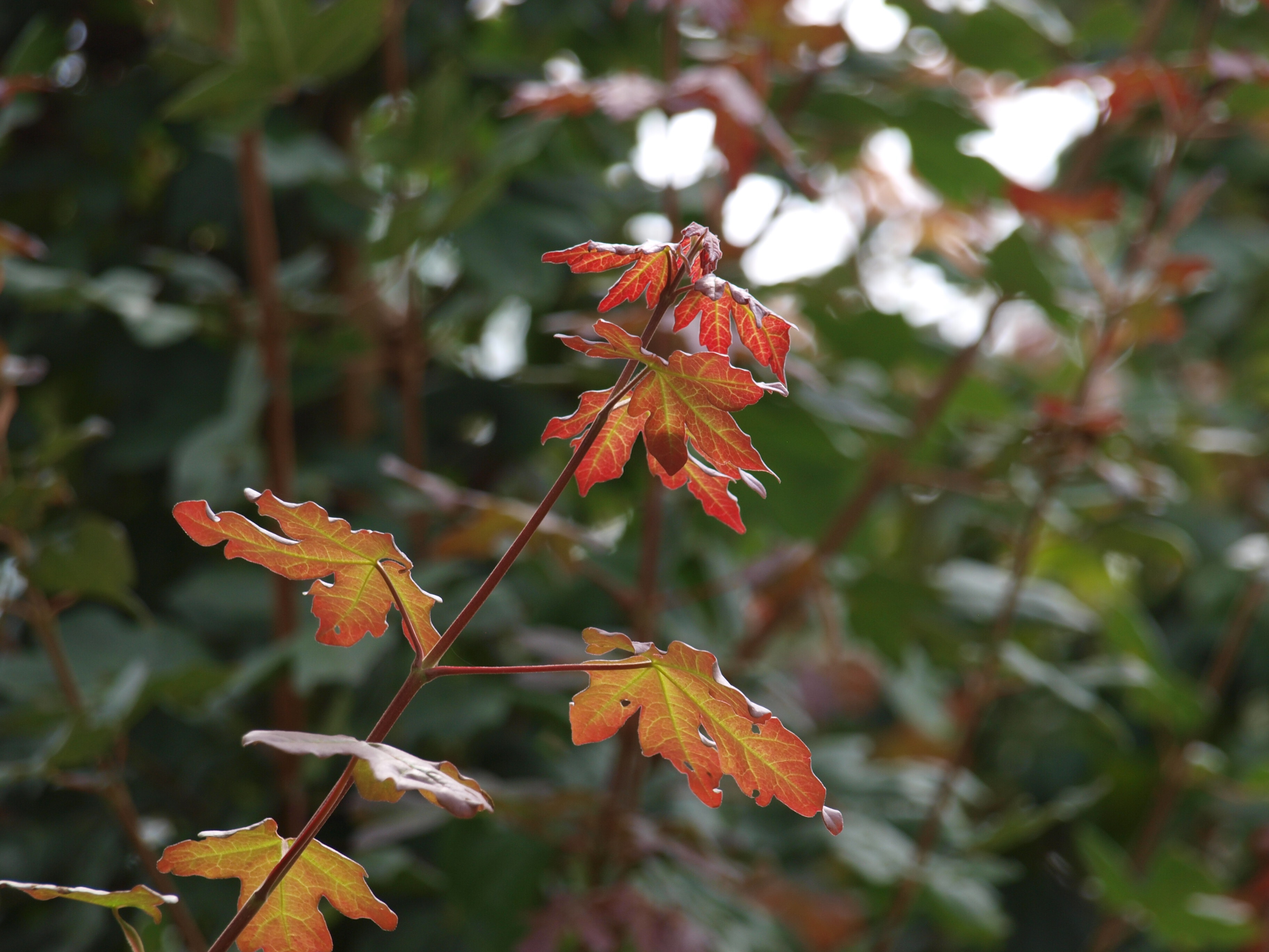 Acer campesetre red shine